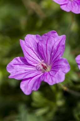 Näva Geranium sanguineum 'Blushing Turtle' 5-10 i kruka P9 Geranium sanguineum 'Blushing Turtle'