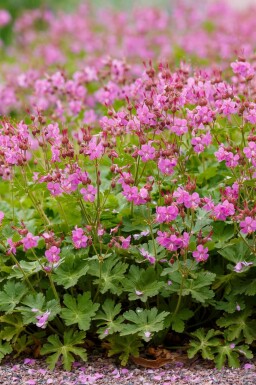 Cambridgenäva Geranium cantabrigiense 'Cambridge' 5-10 i kruka P9 Geranium cantabrigiense 'Cambridge'