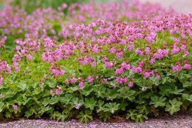 Cambridgenäva Geranium cantabrigiense 'Cambridge' 5-10 i kruka P9 Geranium cantabrigiense 'Cambridge'