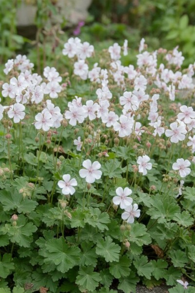 Storkenebb Geranium cantabrigiense 'St. Ola' 5-10 i kruka P9 Geranium cantabrigiense 'St. Ola'