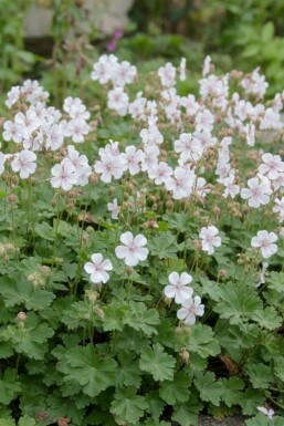 Storkenebb Geranium cantabrigiense 'St. Ola' 5-10 i kruka P9 Geranium cantabrigiense 'St. Ola'