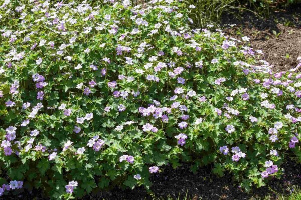 Geranium hybride 'Dreamland'