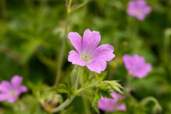 Geranium oxonianum 'Claridge Druce'