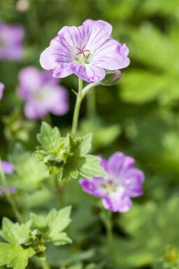 Spansknäva Geranium endressii 5-10 i kruka P9 Geranium endressii