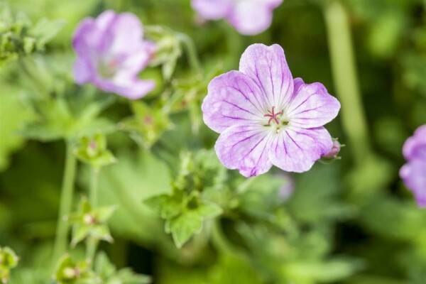 Geranium endressii