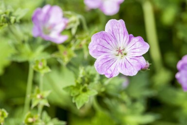 Spansknäva Geranium endressii 5-10 i kruka P9 Geranium endressii