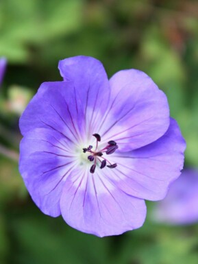 Blå näva Geranium himalayense 5-10 i kruka P9 Geranium himalayense