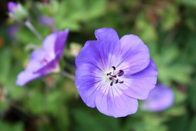 Blå näva Geranium himalayense 5-10 i kruka P9 Geranium himalayense