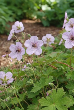 Näva Geranium lambertii 'Joy' 5-10 i kruka P9 Geranium lambertii 'Joy'