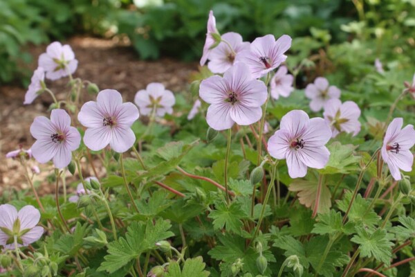 Geranium lambertii 'Joy'
