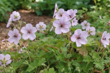 Näva Geranium lambertii 'Joy' 5-10 i kruka P9 Geranium lambertii 'Joy'