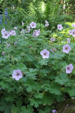 Geranium lambertii 'Joy'