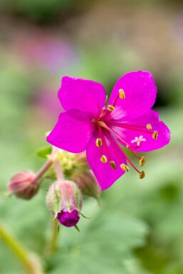 Doftnäva Geranium macrorrhizum 'Czakor' 5-10 i kruka P9 Geranium macrorrhizum 'Czakor'