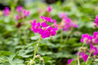 Doftnäva Geranium macrorrhizum 'Czakor' 5-10 i kruka P9 Geranium macrorrhizum 'Czakor'