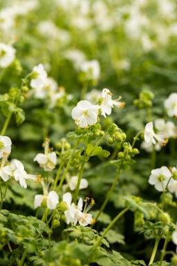 Vit näva Geranium macrorrhizum 'White Ness' 5-10 i kruka P9 Geranium macrorrhizum 'White Ness'