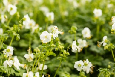 Vit näva Geranium macrorrhizum 'White Ness' 5-10 i kruka P9 Geranium macrorrhizum 'White Ness'