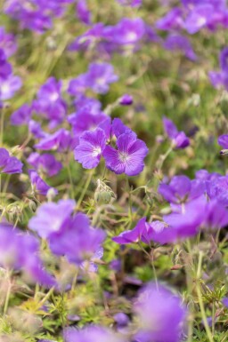 Geranium pratense 'Orion