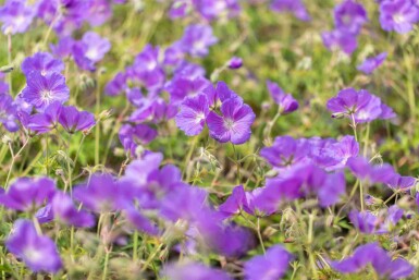 Geranium pratense 'Orion