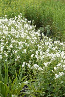 Brunnäva Geranium phaeum 'Album' 5-10 i kruka P9 Geranium phaeum 'Album'
