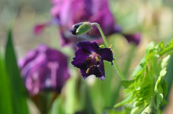 Geranium phaeum 'Raven'