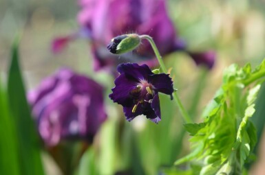 Brunnäva Geranium phaeum 'Raven' 5-10 i kruka P9 Geranium phaeum 'Raven'