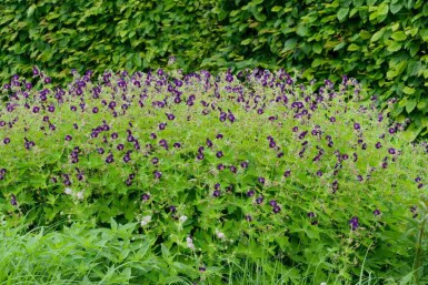 Geranium phaeum 'Raven'