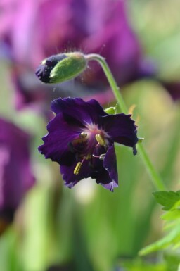 Geranium phaeum 'Raven'