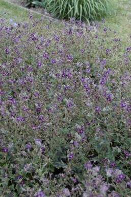 Brunnäva Geranium phaeum 'Samobor' 5-10 i kruka P9 Geranium phaeum 'Samobor'