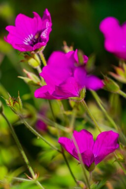 Trädgårdsnäva Geranium wallichianum 'Pink Penny' 5-10 i kruka P9 Geranium wallichianum 'Pink Penny'