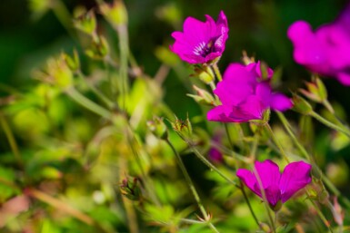Trädgårdsnäva Geranium wallichianum 'Pink Penny' 5-10 i kruka P9 Geranium wallichianum 'Pink Penny'