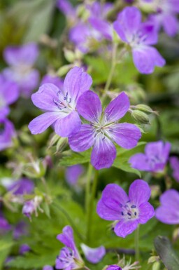 Geranium pratense