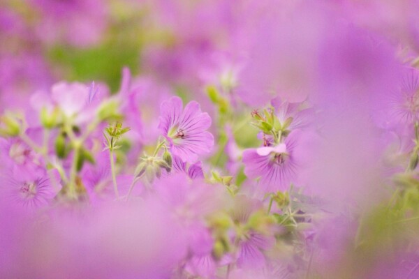 Geranium pratense