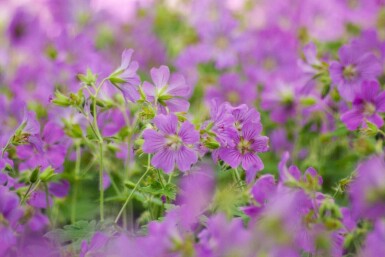 Geranium pratense