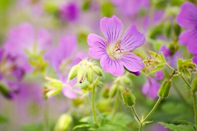 Geranium pratense