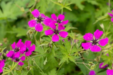 Röd näva Geranium psilostemon 5-10 i kruka P9 Geranium psilostemon
