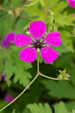 Röd näva Geranium psilostemon 5-10 i kruka P9 Geranium psilostemon