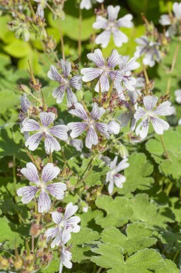 Näva Geranium renardii 5-10 i kruka P9 Geranium renardii