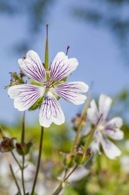Näva Geranium renardii 5-10 i kruka P9 Geranium renardii