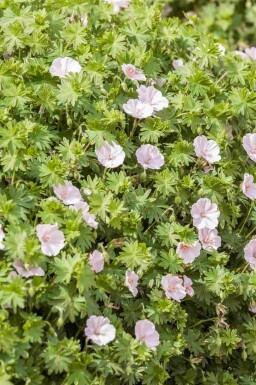 Blodnäva Geranium sanguineum 'Apfelblüte' 5-10 i kruka P9 Geranium sanguineum 'Apfelblüte'