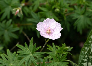 Blodnäva Geranium sanguineum 'Apfelblüte' 5-10 i kruka P9 Geranium sanguineum 'Apfelblüte'