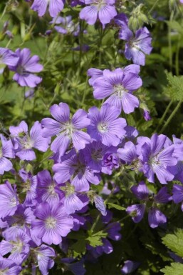 Näva Geranium gracile 'Sirak' 5-10 i kruka P9 Geranium gracile 'Sirak'