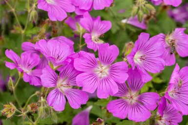 Näva Geranium gracile 'Sirak' 5-10 i kruka P9 Geranium gracile 'Sirak'