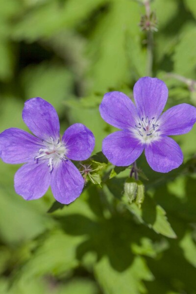 Skogsnäva Geranium sylvaticum 'Mayflower' 5-10 i kruka P9 Geranium sylvaticum 'Mayflower'