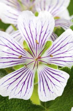 Balkansnäva Geranium versicolor 5-10 i kruka P9 Geranium versicolor