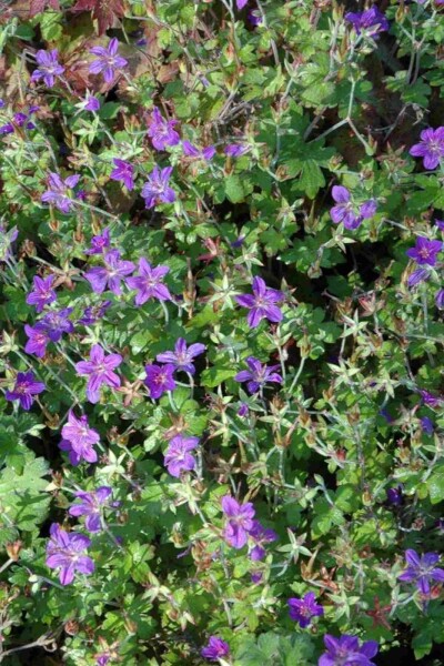 Geranium wlassovianum
