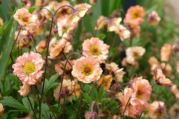 Geum chiloense 'Mai Tai'