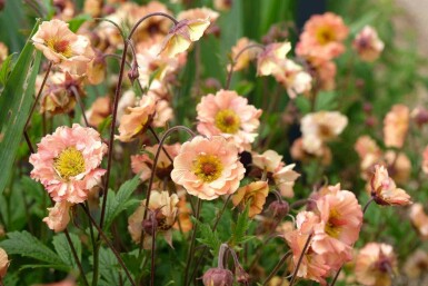 Humleblomster Geum chiloense 'Mai Tai' 5-10 i kruka P9 Geum chiloense 'Mai Tai'