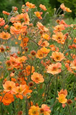 Prinsessans nejlikrot Geum chiloense 'Prinses Juliana' 5-10 i kruka P9 Geum chiloense 'Prinses Juliana'