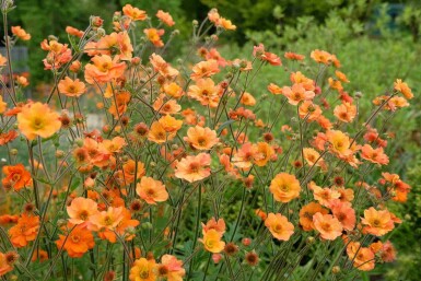 Prinsessans nejlikrot Geum chiloense 'Prinses Juliana' 5-10 i kruka P9 Geum chiloense 'Prinses Juliana'