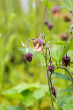 Humleblomster Geum rivale 5-10 i kruka P9 Geum rivale